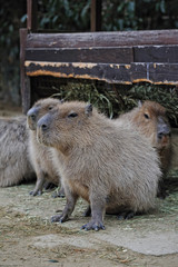 カピバラ
