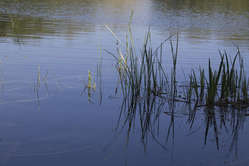 Obraz na płótnie Canvas blue pond