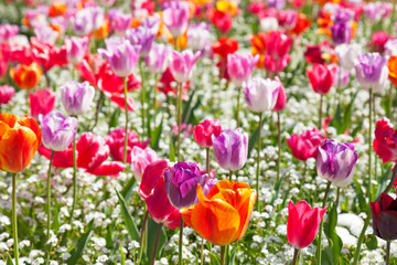 Obraz premium Tulips