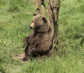 Oso pardo apoyado