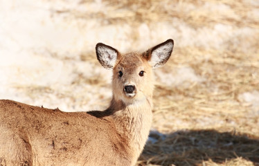 jeune cerf