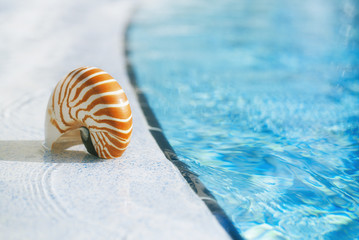 Obraz na płótnie Canvas nautilus shell at resort swimming pool edge