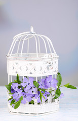 Beautiful periwinkle flowers in decorative cage on wooden table