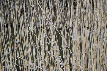 Reeds in a lake (sweden, landscape, background, wallpaper)