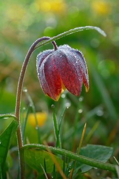 Snake's Head Fritillary with the morning dew