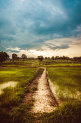 Obraz premium Rice field