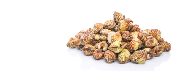 Raw, fresh cockle over white background