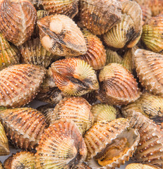 Raw, fresh cockle over white background