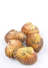 Raw, fresh cockle over white background