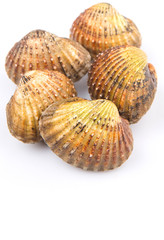Raw, fresh cockle over white background