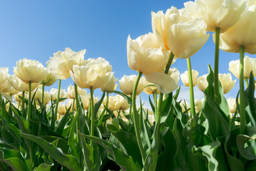 Tulips in spring sun.