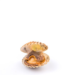 Raw, fresh cockle over white background