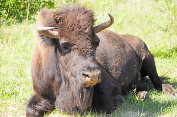 Buffalo
