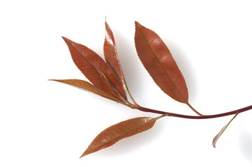 Glanzmispel; Photinia;