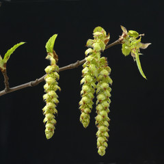 Hainbuche; Carpinus; betulus;