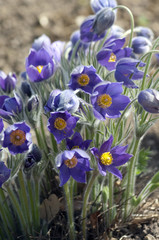 Kuechenschelle  Pulsatilla vulgaris  © Ruckszio