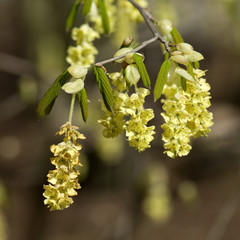 Scheinhasel; Corylopsis;