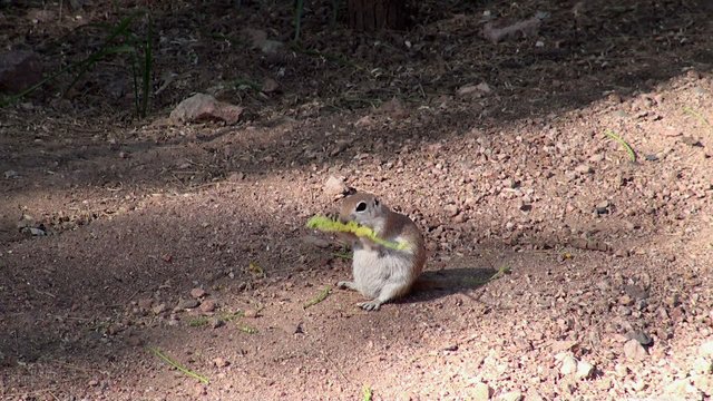 Round-tailed ground squirrel munches a velvet mesquite catkins.