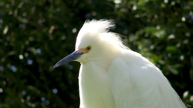Snowy Egret (Egretta thula). Alcatraz habitat.