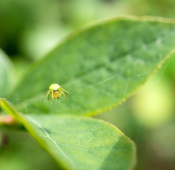 Ragno Araniella cucurbitina
