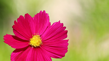 Single purple cosmos flower on a green background