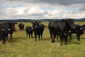 Papier Peint photo Lavable Vache Black cow grazing in a pasture-meat breed Aberdeen-Angus