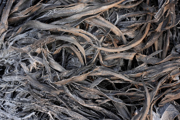 leaves cinder in an extinct fire