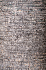 Brown background trunk of a palm closeup.