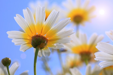 Naklejka premium Daisy at sunshine