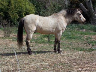 cheval
