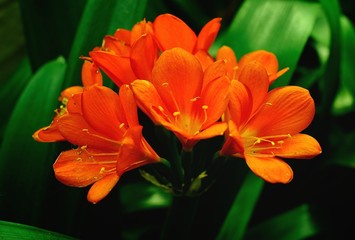 Spring Flowers - 64029045