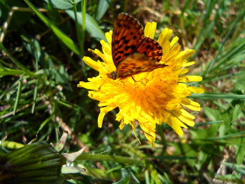 papillon