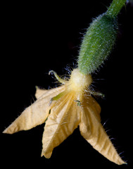 cucumber with flower formed fetus
