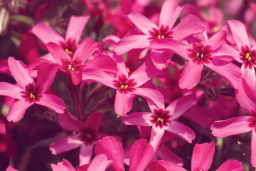 pink flowers background or backdrop