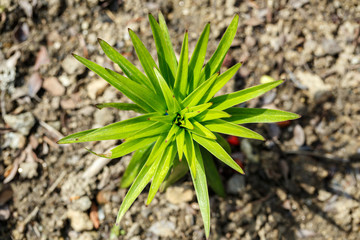 top view of green non blossoming lily