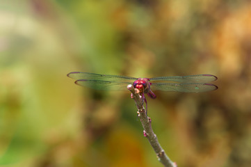 Fototapeta premium Resting dragonfly close up