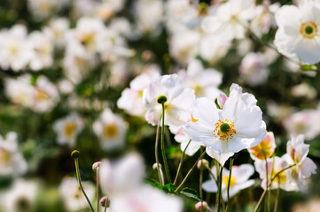 Japanese Anemones - Autumn white flowers