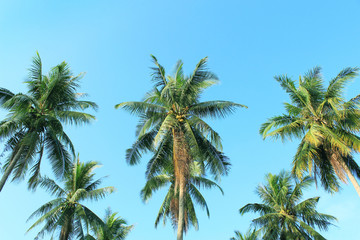 Obraz na płótnie Canvas Coconut tree