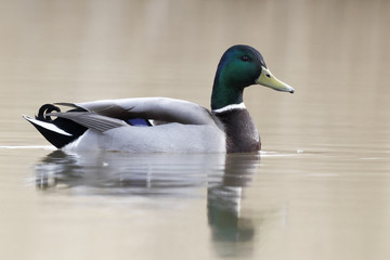Mallard, Anas platyrhynchos