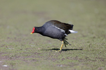 Moorhen, Gallinula chloropus