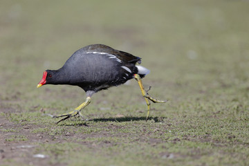 Moorhen, Gallinula chloropus