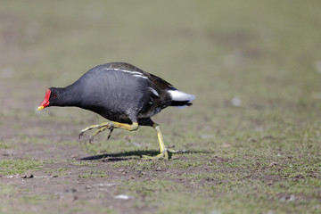 Moorhen, Gallinula chloropus