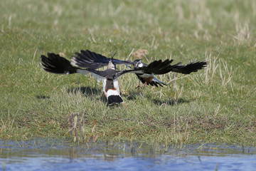 Northern lapwing, Vanellus vanellus