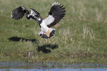 Northern lapwing, Vanellus vanellus