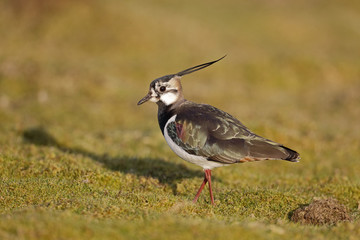 Northern lapwing, Vanellus vanellus
