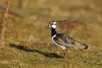 Northern lapwing, Vanellus vanellus