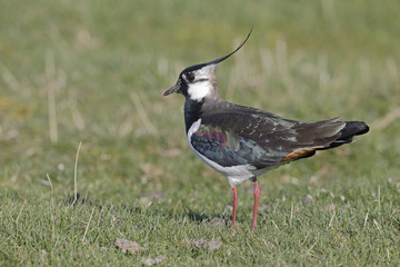Northern lapwing, Vanellus vanellus