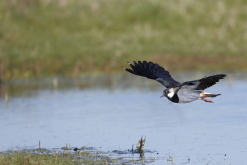 Northern lapwing, Vanellus vanellus