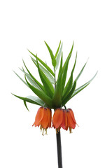 fritillaria