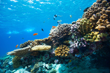 Coral reef underwater